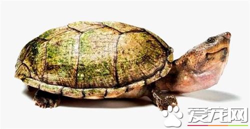 怎麼養好烏龜 養好烏龜需要大量的鈣質