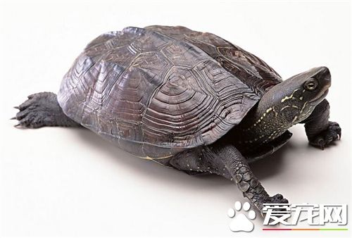 淡水龜怎麼養 淡水龜的飼養方法及護理