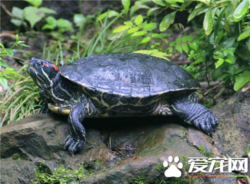 風水龜烏龜養幾只好 風水龜飼養兩個最為合適