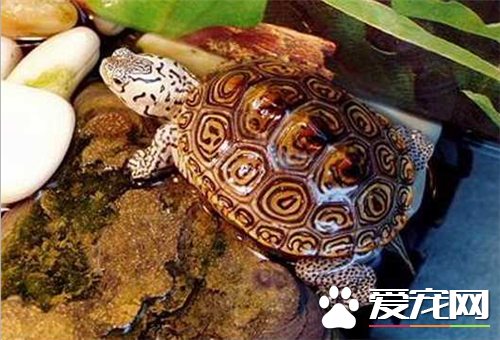 鑽紋龜好養嗎 鑽紋龜是一種適應性很強的水龜