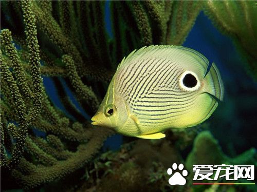 小熱帶魚怎麼養 小熱帶魚的飼養技巧分享