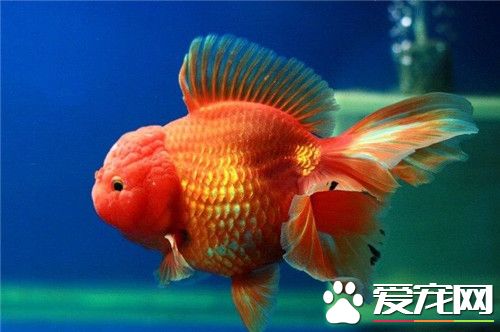 金魚是用什麼呼吸 了解金魚靠什麼游泳