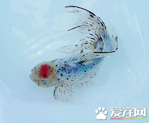 金魚是卵生還是胎生 帶你了解金魚的繁殖