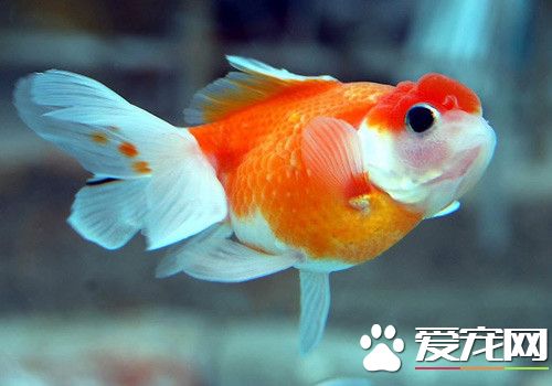 金魚喜歡什麼顏色 不同金魚喜歡的顏色不同