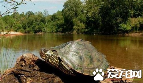 養龜要用什麼水 養龜的最佳飼養環境