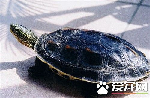 珍珠龜能養多大 一般烏龜吃什麼長得快