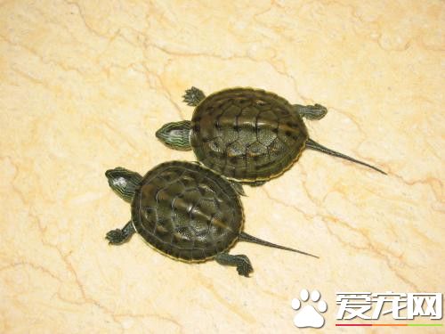 珍珠龜能干養嗎 珍珠龜的正確飼養方法
