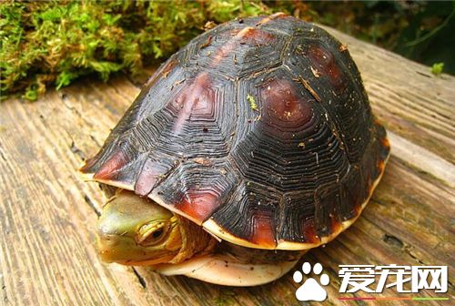 紅面蛋龜怎麼養 紅面蛋龜的飼養注意事項