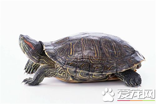 石板龜怎麼養 養龜水深一般比龜背稍高
