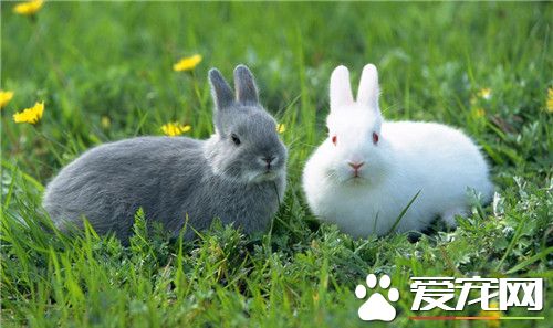 兔子的鼻子像什麼呢 兔子的鼻子是扁扁的