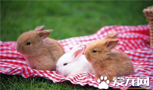 家裡養兔子好不好 家裡怎麼養寵物兔子
