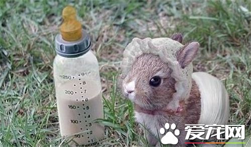 兔子會得狂犬病嗎 兔子一般不會傳播狂犬病毒