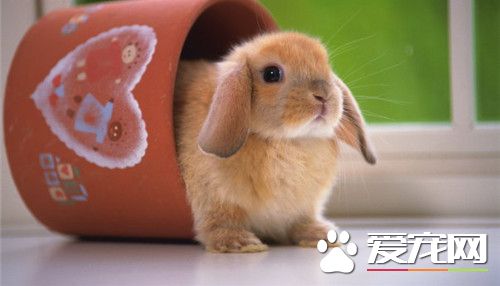 兔子的尾巴有多長 兔子尾巴有5到10厘米長