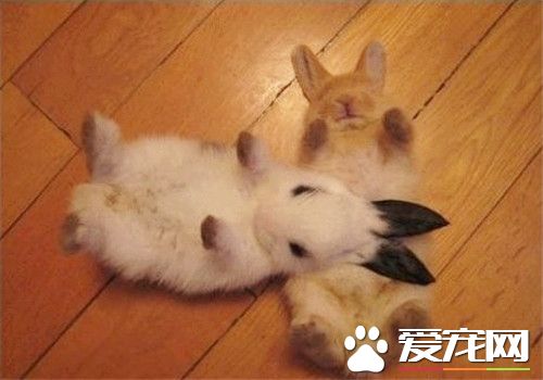 兔子可以吃白蘿卜嗎 牧草對於兔子的意義