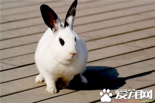 兔子喜歡吃胡蘿卜嗎 胡蘿卜是兔子的最愛