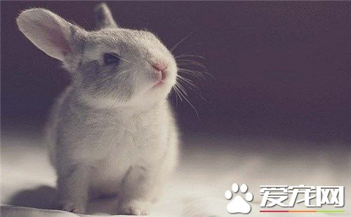 兔子是什麼科動物 兔是哺乳類兔形目兔科下屬