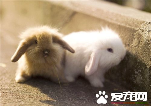 兔子的外貌特征 兔的鼻孔較大呈橢圓形
