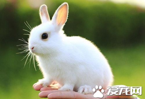 兔子飼料多少錢一斤 兔子飼料是兩三塊錢一斤