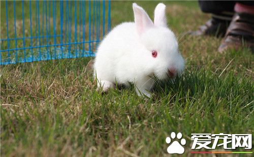 兔子可以吃什麼蔬菜 兔子能吃的蔬菜