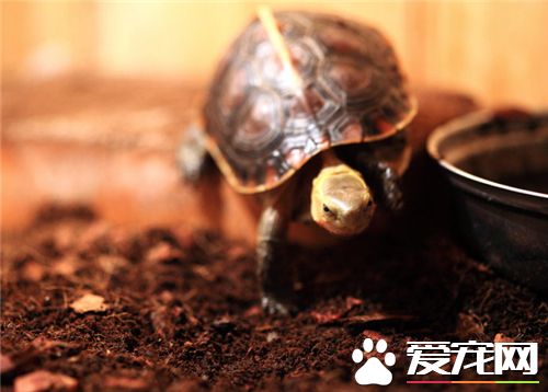黃緣龜吃什麼 黃緣龜正常的吃食是各種青苔