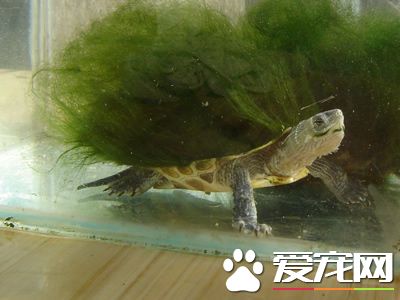 烏龜為什麼長綠毛 背上生著龜背基枝藻的淡水龜