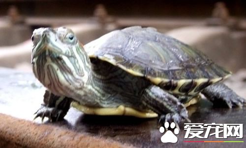 家養龜吃什麼 烏龜飼料是龜的營養源泉