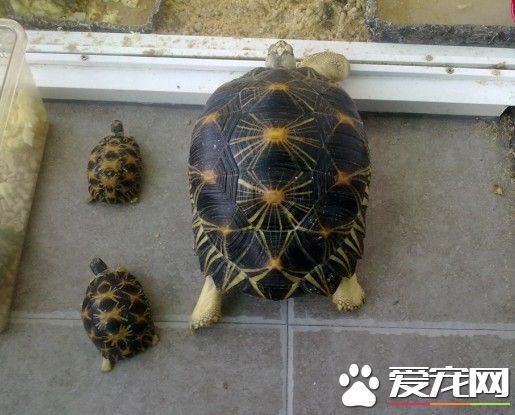 金頭龜怎麼養 金頭龜是生長較慢的一種龜