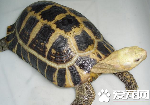 緬甸陸龜可以長多大 最長可達40厘米左右