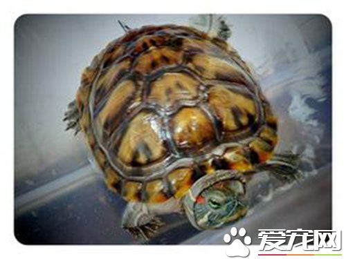 烏龜為什麼壽命長 烏龜長壽的原因就是因為慢