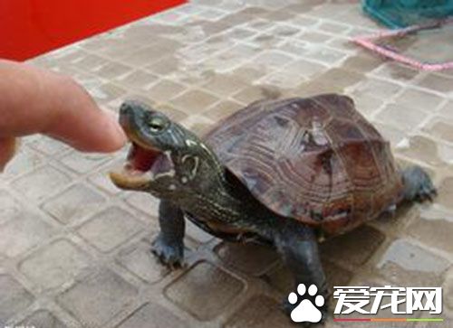 尾巴有刺的烏龜 真鳄龜保持了原始龜的特征