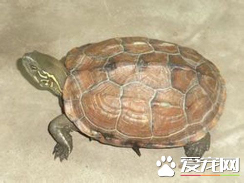 烏龜怎樣看年齡 年輪可以判斷烏龜的年齡