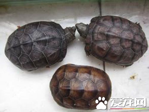 怎樣分辨烏龜的種類 六種常見的烏龜品種