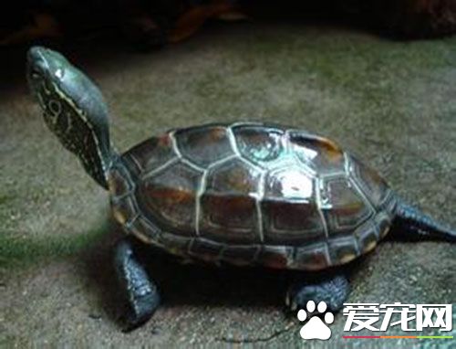 鱉和烏龜的區別 烏龜的頭是圓的鱉的是尖的