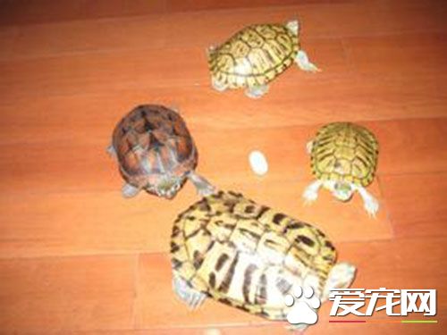 烏龜為什麼要曬太陽 能夠促進龜的食欲與繁殖能力