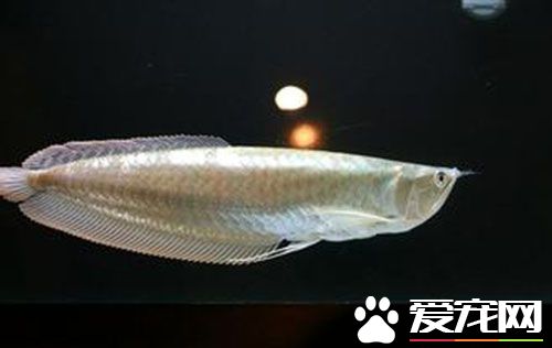 銀龍魚怎麼繁殖 銀龍魚繁殖需要注意的事項