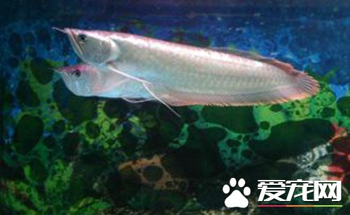 銀龍魚生長速度 銀龍魚怎麼樣長的快長的大
