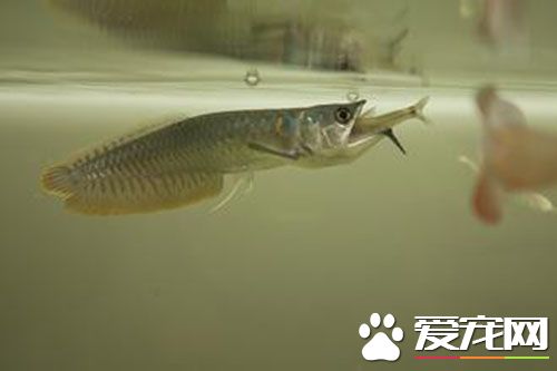 銀龍魚一年長多少 魚缸夠大銀龍魚能90到1米長