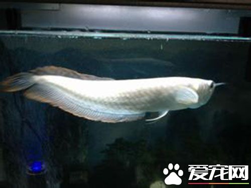 銀龍魚怎麼喂食 銀龍魚多數喜食面包蟲