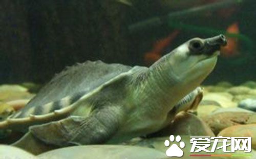豬鼻龜可以干養嗎 通常情況下應正常深水飼養