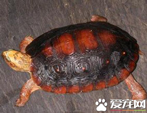木紋龜怎麼養 雄龜至少需要30加侖的水族箱
