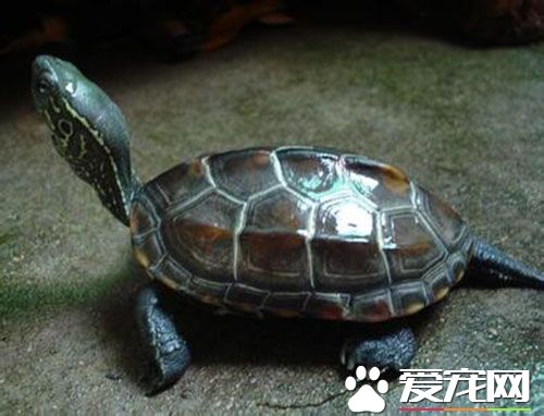 家裡能養烏龜嗎 養龜可以改善家居風水