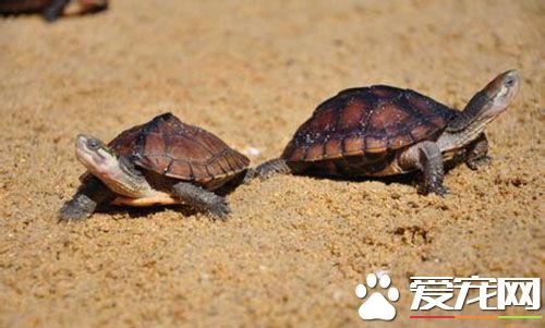 冬天的烏龜怎麼養 四種烏龜不同的冬天飼養方法