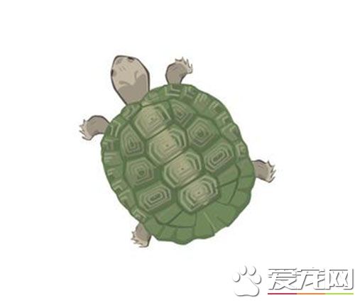 冬天怎樣養烏龜 烏龜冬天要怎麼才能養好