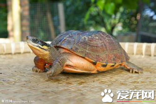 烏龜吃什麼怎麼養 很多龜類都需要曬太陽