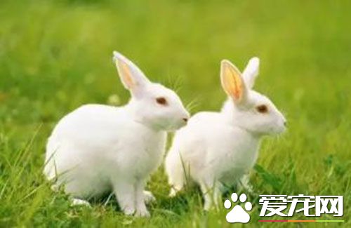 兔子突然不吃東西 兔子不吃東西的三種情況