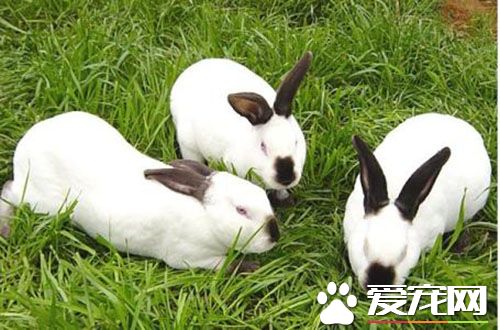 兔子的生活習慣 養兔子需要注意的生活事項