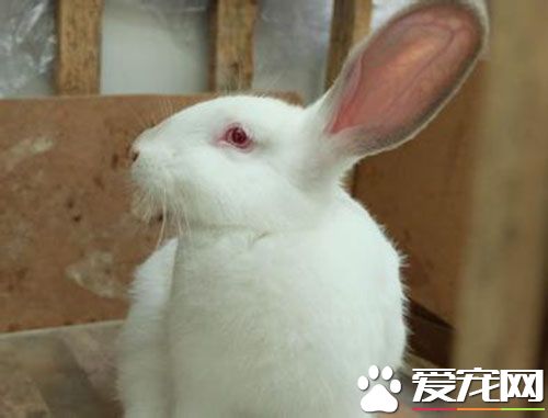 白兔子眼睛什麼顏色 兔子的眼睛不一定是紅色的