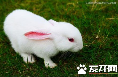 兔子可以吃豬飼料嗎 豬雞飼料不宜喂兔