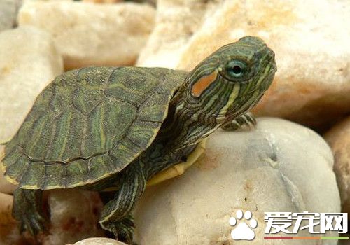 養龜養什麼龜好 巴西龜是最容易飼養的烏龜