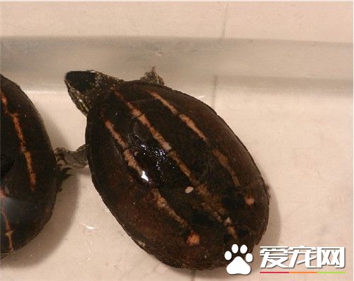果核泥龜的飼養 需要陽光水質和適當的溫度